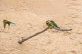 Blue-tailed Bee-eater Merops philippinus Royalty Free Stock Photo