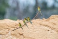 Blue-tailed Bee-eater Merops philippinus Royalty Free Stock Photo