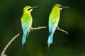 Blue-tailed bee-eater pair Royalty Free Stock Photo