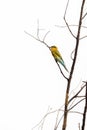 Blue-tailed bee eater perched on one tree Royalty Free Stock Photo