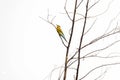 Blue-tailed bee eater perched on one tree Royalty Free Stock Photo