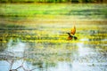 Blue tailed bee eater roaming near lake