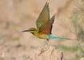 Blue Tailed Bee Eater taking off Royalty Free Stock Photo