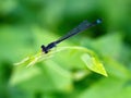 Blue-tailed or Common Bluetail damselfly, Ischnura elegans, dorsal view. Royalty Free Stock Photo