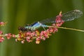 Blue-tailed damselfly Royalty Free Stock Photo