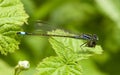 Blue Tailed Damselfly