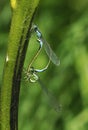 Blue Tailed Damselfly Royalty Free Stock Photo