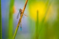 The blue-tailed damselfly or common bluetail Ischnura elegans holding on to blades of grass and eating its prey, mayfly. Macro Royalty Free Stock Photo