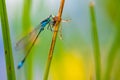 The blue-tailed damselfly or common bluetail Ischnura elegans holding on to blades of grass and eating its prey, mayfly. Macro Royalty Free Stock Photo