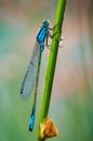 The blue-tailed damselfly or common bluetail Ischnura elegans holding on to blades of grass. Macro shot, high magnification, Royalty Free Stock Photo