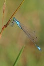 The Blue-tailed damselfly or common bluetail (Ischnura elegans) in natural habitat Royalty Free Stock Photo