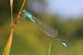 The Blue-tailed damselfly or common bluetail (Ischnura elegans) in natural habitat Royalty Free Stock Photo