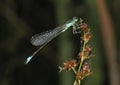 Blue Tailed Damselfly Royalty Free Stock Photo