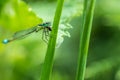 Blue-tailed Damselfly infuscans Ischnura elegans eating a bug Royalty Free Stock Photo