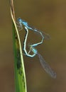 Blue-tailed Damselfly - Ischnura elegans or Agrion rubens or lamellata,  is a damselfly, belonging to the family Coenagrionidae, Royalty Free Stock Photo