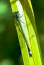 Blue Tailed Damselfly Ischnura elegans at rest on thin leaf Royalty Free Stock Photo