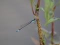 Blue-tailed damselfly, Ischnura elegans Royalty Free Stock Photo