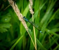 Blue tailed damselfly resting in the meadow