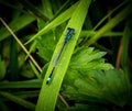 Blue tailed damselfly resting in the meadow