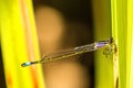Blue-tailed Damselfly, young insect Royalty Free Stock Photo