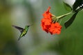 Blue-tailed Emerald