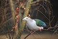 Blue-tailed imperial pigeon Royalty Free Stock Photo