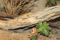 Blue tailed skink