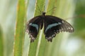 Blue tailed swallowtail