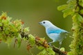 Blue tanager in green vegetation. Beautiful bird on the branch. Blue-gray Tanager, exotic tropic blue bird form Costa Rica. Wildli Royalty Free Stock Photo