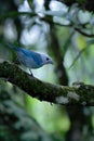 Blue tanager sitting on tree in tropical mountain rain forest in Costa Rica, clear and green background, small songbird Royalty Free Stock Photo