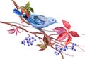 Blue Tanagra bird on wild grapes, watercolor illustration