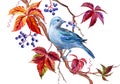 Blue Tanagra bird on wild grapes, watercolor illustration