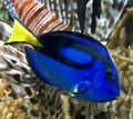 Blue Tang 1