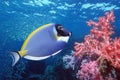 Blue Tang on coral reef Royalty Free Stock Photo