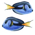 Blue tang, coral reef fish. Watercolor illustration isolated on white background Royalty Free Stock Photo