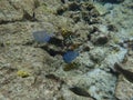 Blue Tang eating growth off of coral