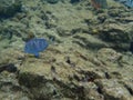 Blue Tang eating growth off of coral