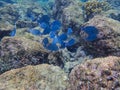 Blue Tang eating growth off of coral Royalty Free Stock Photo
