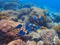 Blue Tang eating growth off of coral Royalty Free Stock Photo
