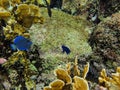 Blue Tang eating growth off of coral Royalty Free Stock Photo