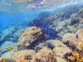 Blue Tang eating growth off of coral Royalty Free Stock Photo