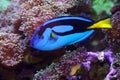 Blue Tang fish Royalty Free Stock Photo
