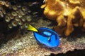 Blue Tang Royalty Free Stock Photo