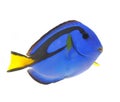 Blue tang fish isolated on white Royalty Free Stock Photo