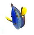 Blue tang fish isolated on white Royalty Free Stock Photo