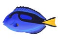 Blue Tang Fish Isolated on White Background Royalty Free Stock Photo