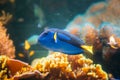 Blue Tang Fish Paracanthurus Hepatus Swimming In Water. Popular