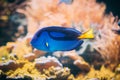 Blue Tang Fish Paracanthurus Hepatus Swimming In Water. Popular Fish In Marine Aquarium, Needs A Large Coral Aquarium To