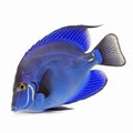 Blue tang fish on white background, created with generative AI Royalty Free Stock Photo