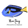 Blue tang or Paracanthurus hepatus. Marine dweller with colorful body and fins for swimming